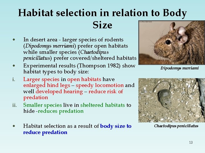 Habitat selection in relation to Body Size • • i. ii. • In desert