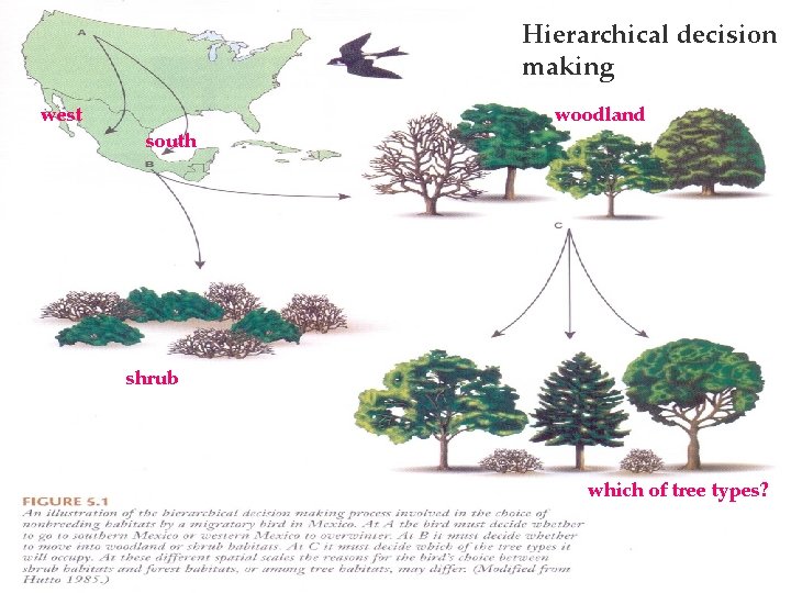 Hierarchical decision making west south woodland shrub which of tree types? 16 
