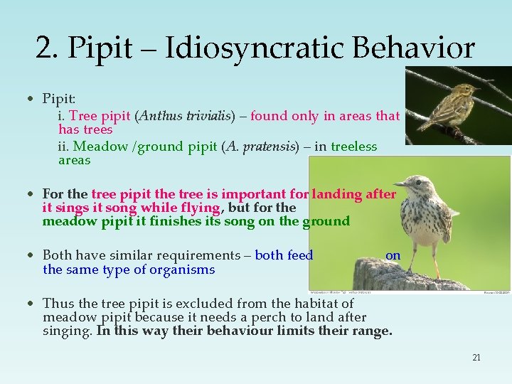 2. Pipit – Idiosyncratic Behavior • Pipit: i. Tree pipit (Anthus trivialis) – found