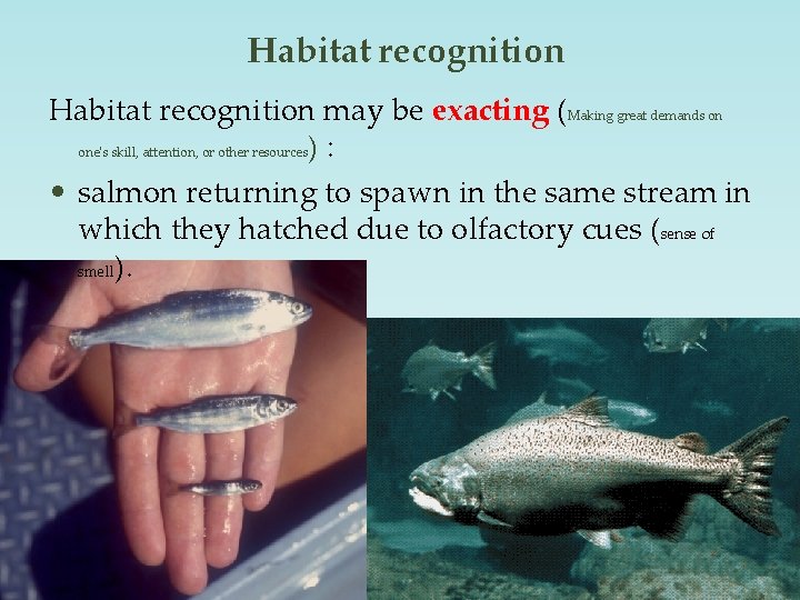 Habitat recognition may be exacting (Making great demands on one's skill, attention, or other