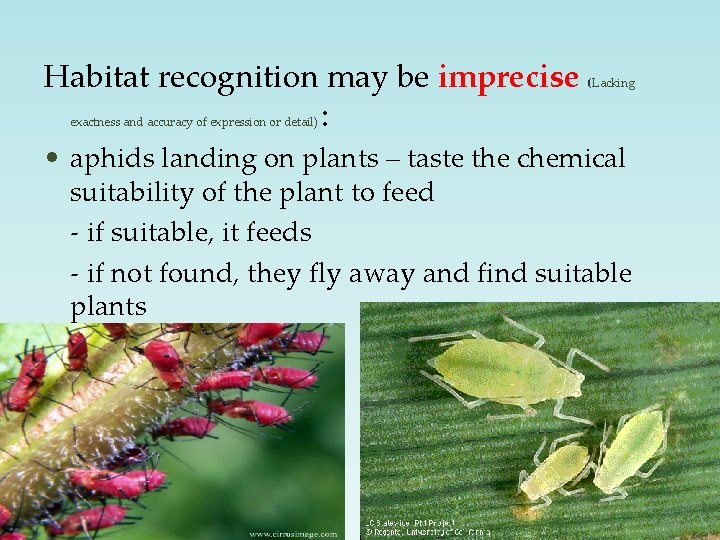 Habitat recognition may be imprecise : (Lacking exactness and accuracy of expression or detail)