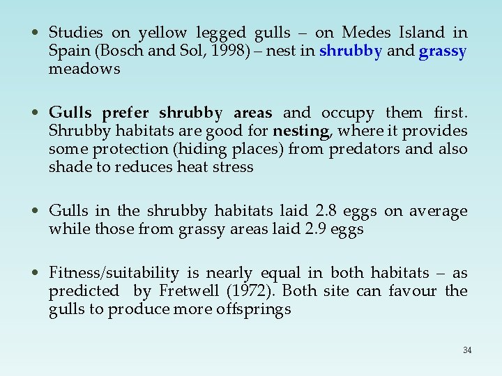  • Studies on yellow legged gulls – on Medes Island in Spain (Bosch