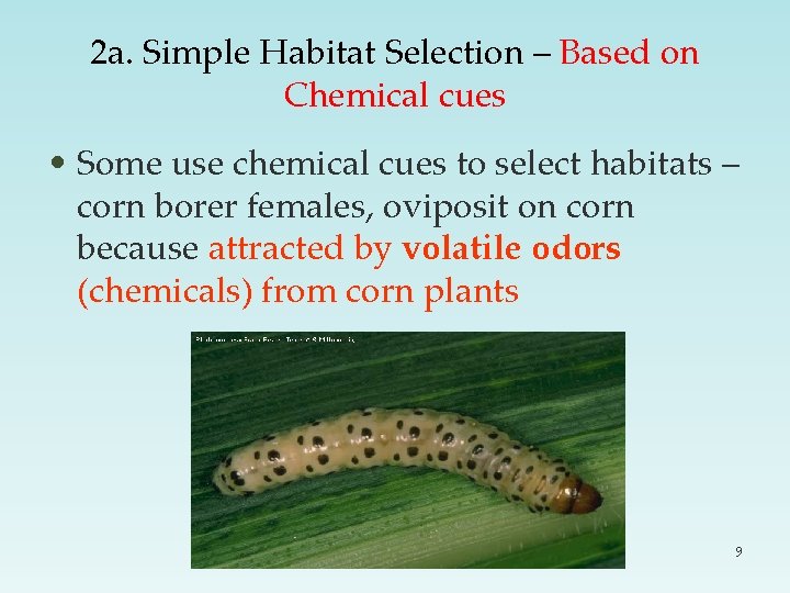 2 a. Simple Habitat Selection – Based on Chemical cues • Some use chemical