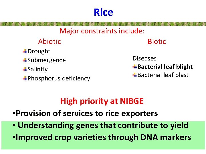 Rice Major constraints include: Abiotic Biotic Drought Submergence Salinity Phosphorus deficiency Diseases Bacterial leaf