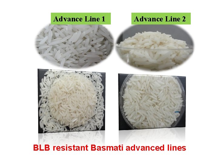 Advance Line 1 Advance Line 2 BLB resistant Basmati advanced lines 