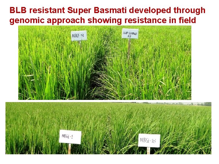 BLB resistant Super Basmati developed through genomic approach showing resistance in field 