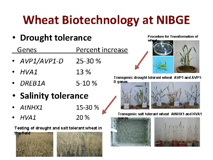 Wheat Biotechnology at NIBGE • Drought tolerance Genes • AVP 1/AVP 1 -D •