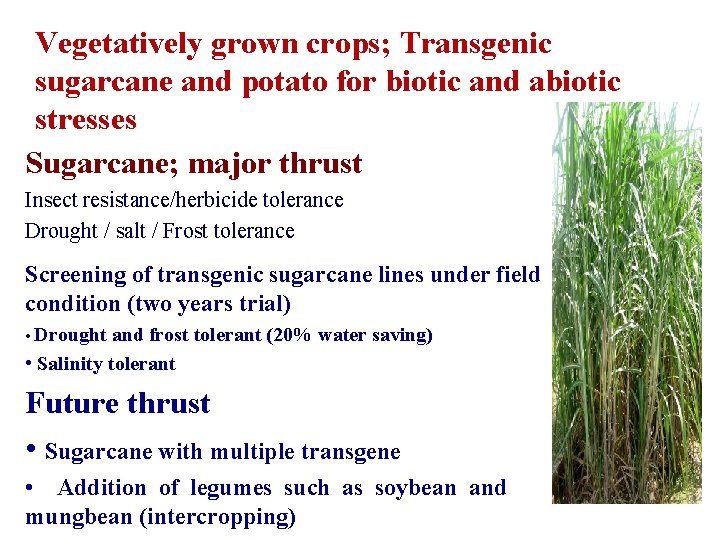 Vegetatively grown crops; Transgenic sugarcane and potato for biotic and abiotic stresses Sugarcane; major