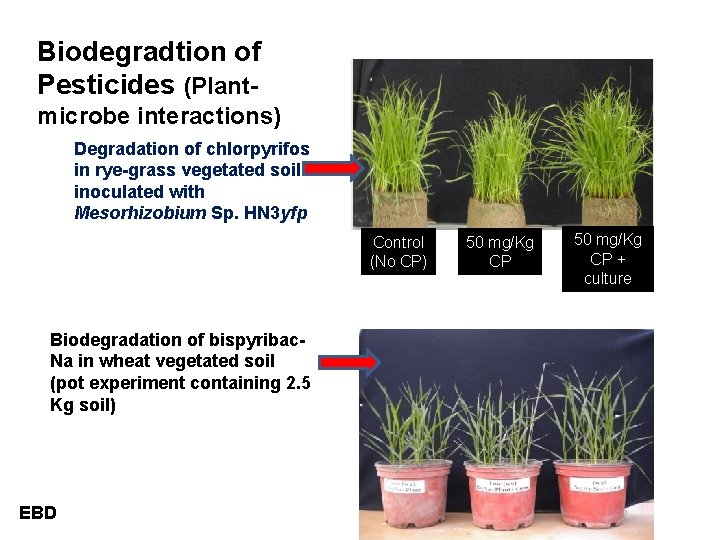 Biodegradtion of Pesticides (Plantmicrobe interactions) Degradation of chlorpyrifos in rye-grass vegetated soil inoculated with