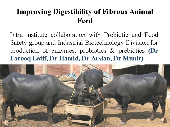 Improving Digestibility of Fibrous Animal Feed Intra institute collaboration with Probiotic and Food Safety