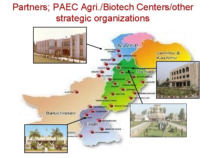 Partners; PAEC Agri. /Biotech Centers/other strategic organizations 