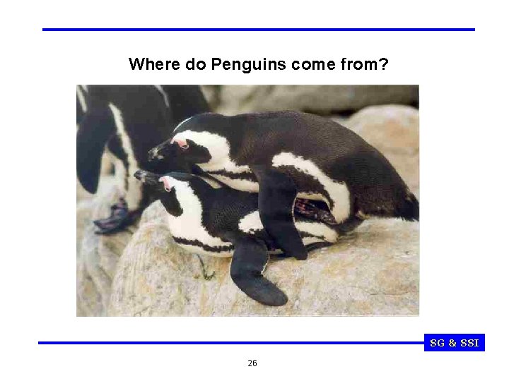 Where do Penguins come from? SG & SSI 26 