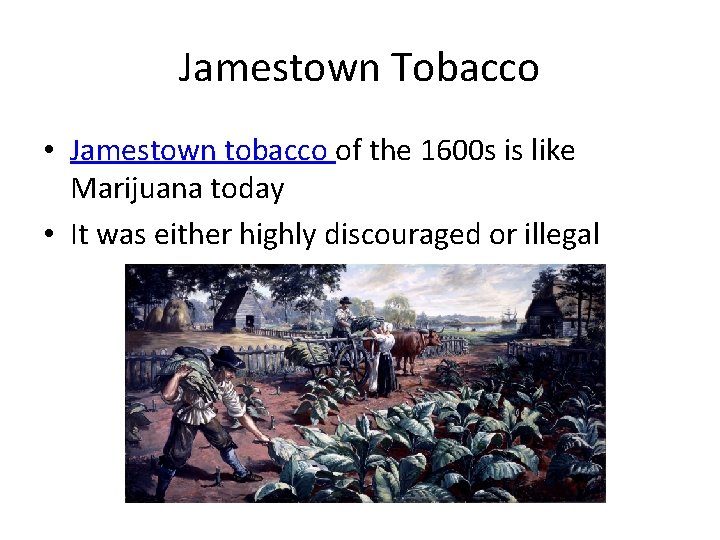 Jamestown Tobacco • Jamestown tobacco of the 1600 s is like Marijuana today •