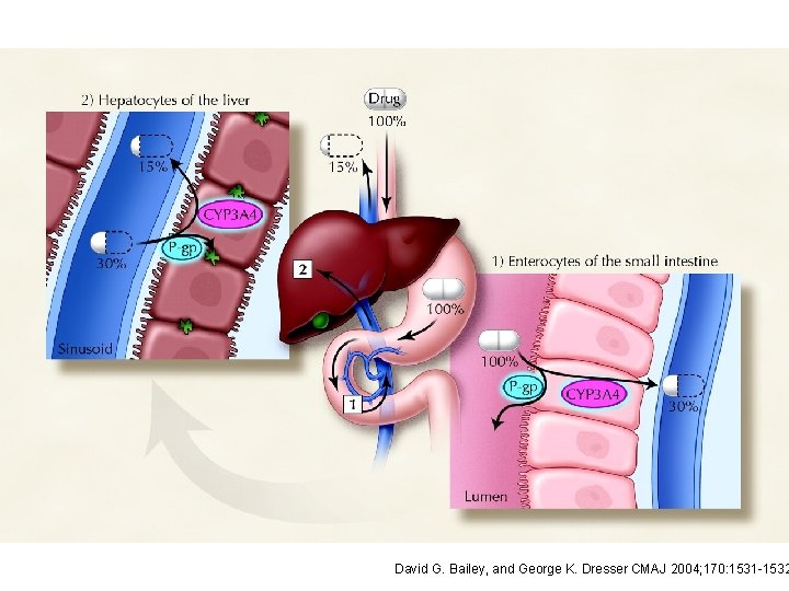 David G. Bailey, and George K. Dresser CMAJ 2004; 170: 1531 -1532 