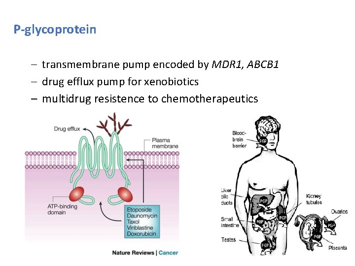 P-glycoprotein – transmembrane pump encoded by MDR 1, ABCB 1 – drug efflux pump