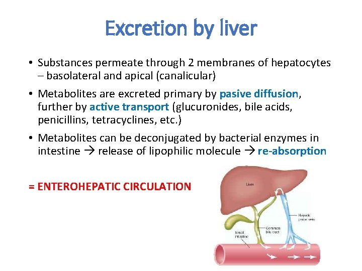 Excretion by liver • Substances permeate through 2 membranes of hepatocytes – basolateral and