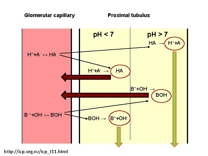 Glomerular capillary Proximal tubulus p. H < 7 p. H > 7 HA →