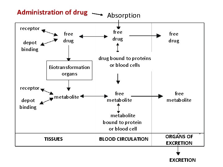 Administration of drug receptor free drug depot binding Biotransformation organs receptor depot binding metabolite