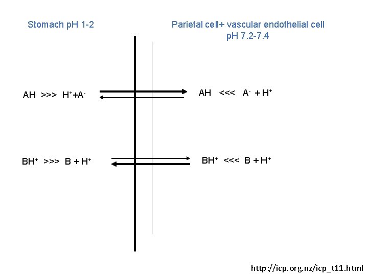 Stomach p. H 1 -2 Parietal cell+ vascular endothelial cell p. H 7. 2