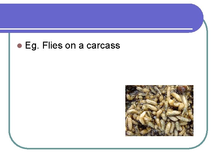 l Eg. Flies on a carcass 