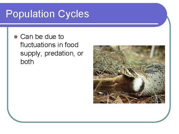 Population Cycles l Can be due to fluctuations in food supply, predation, or both