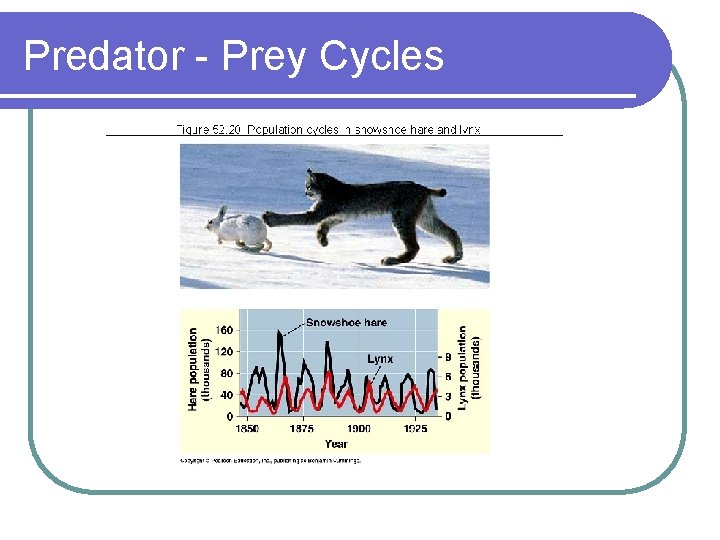 Predator - Prey Cycles 