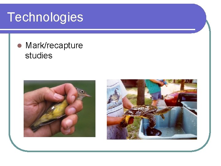 Technologies l Mark/recapture studies 