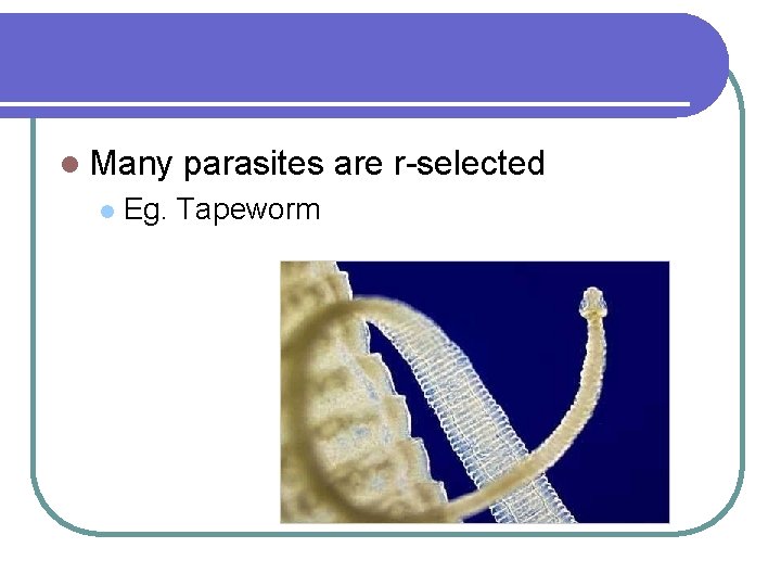 l Many l parasites are r-selected Eg. Tapeworm 