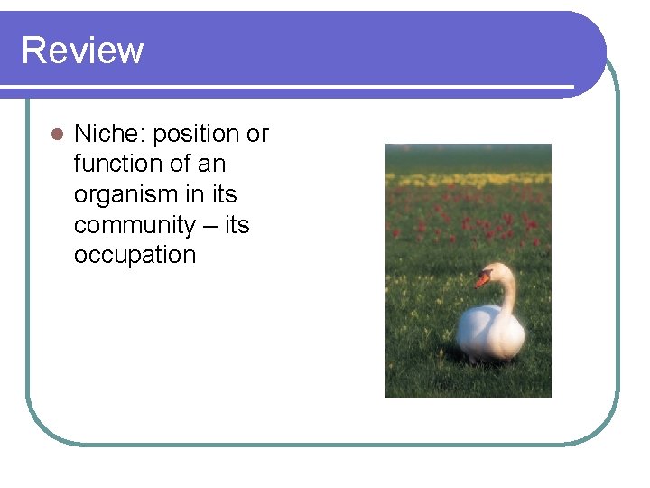 Review l Niche: position or function of an organism in its community – its