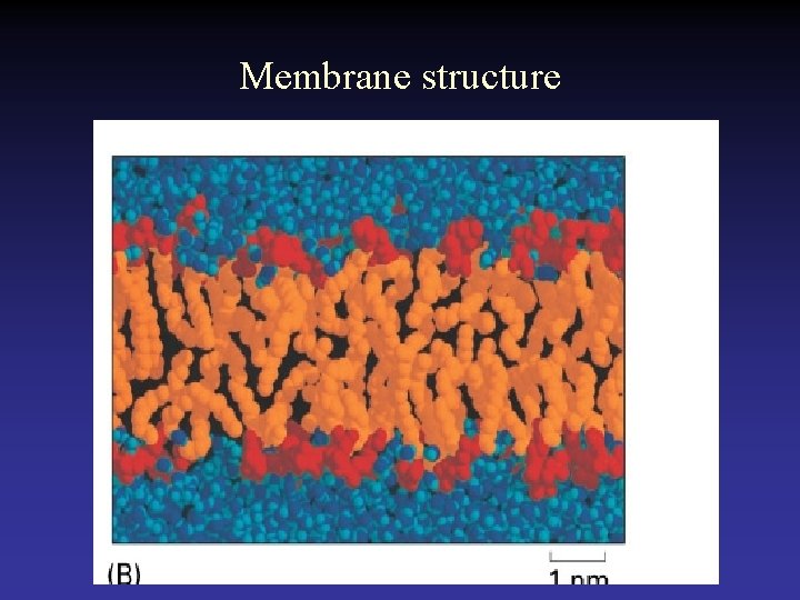 Membrane structure 