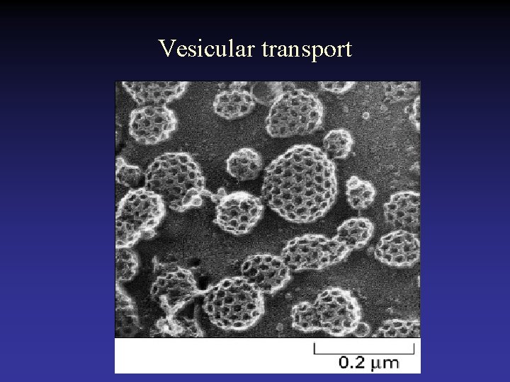 Vesicular transport 