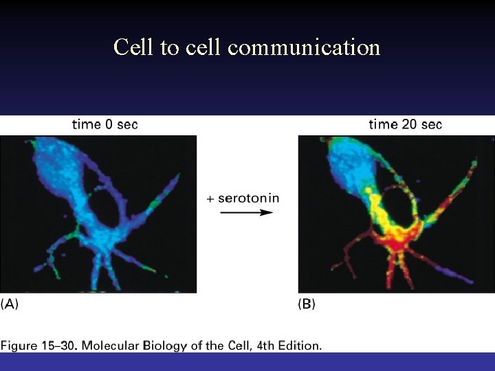 Cell to cell communication  Cell to cell communication