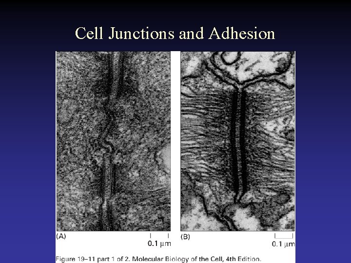 Cell Junctions and Adhesion 
