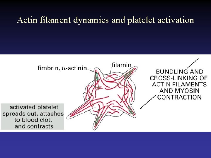 Actin filament dynamics and platelet activation  Actin filament dynamics and platelet activation