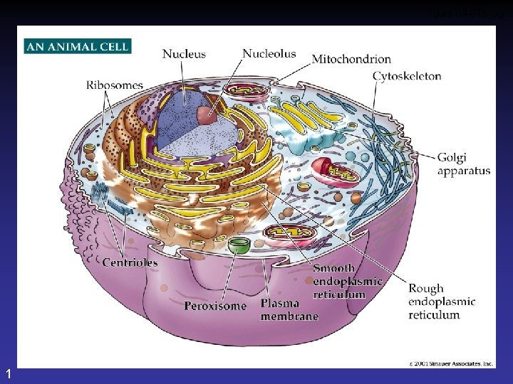 figure 04 -07 a. jpg 4. 7 – Part 1 1 