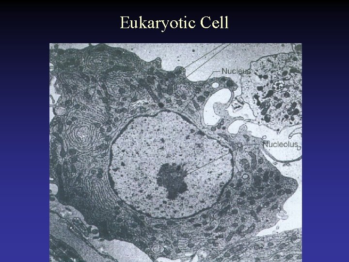 Eukaryotic Cell  Eukaryotic Cell
