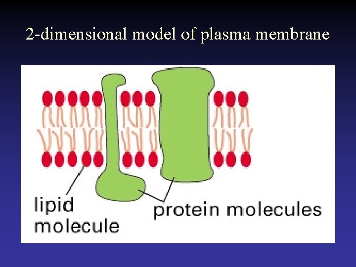 2 -dimensional model of plasma membrane  2 -dimensional model of plasma membrane