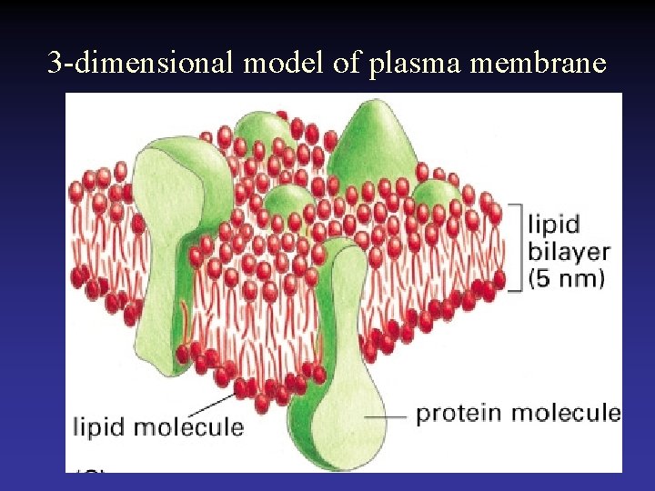 3 -dimensional model of plasma membrane  3 -dimensional model of plasma membrane