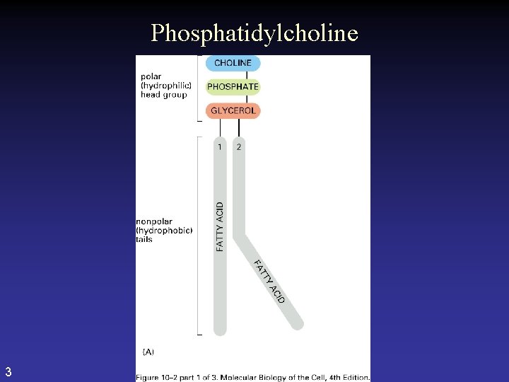 Phosphatidylcholine 3  Phosphatidylcholine 3