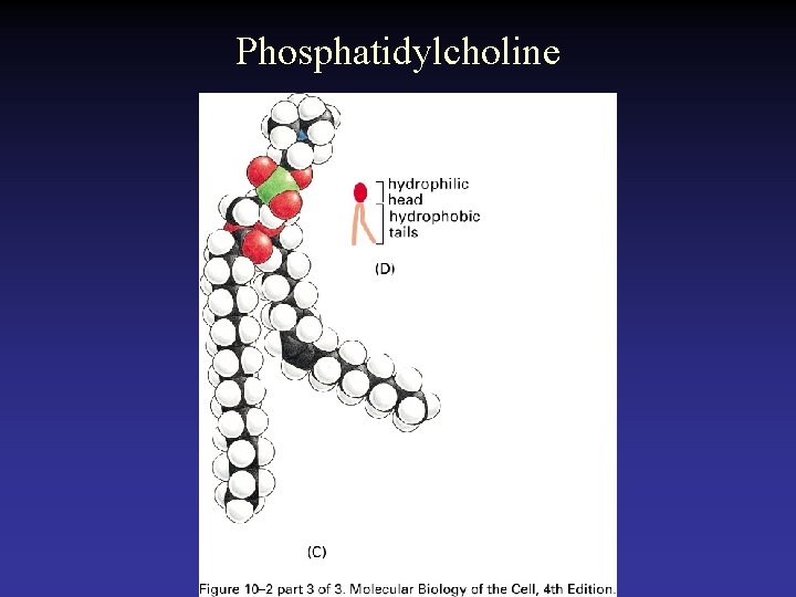 Phosphatidylcholine  Phosphatidylcholine