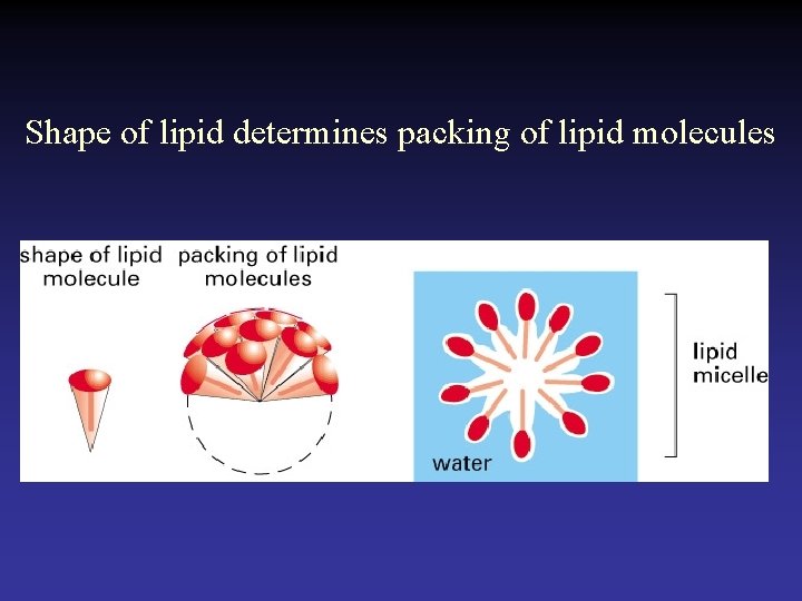 Shape of lipid determines packing of lipid molecules  Shape of lipid determines packing of lipid molecules