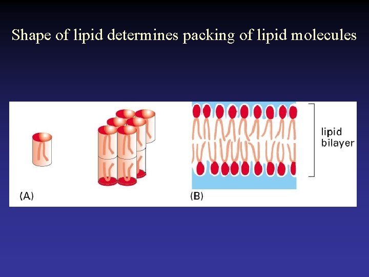 Shape of lipid determines packing of lipid molecules  Shape of lipid determines packing of lipid molecules