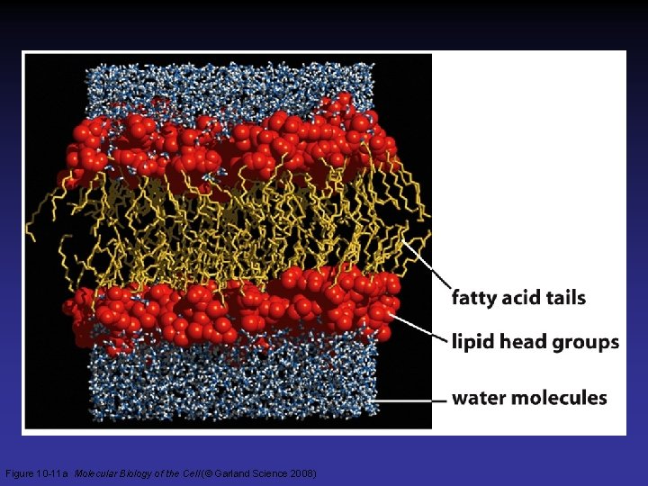 Figure 10 -11 a Molecular Biology of the Cell (© Garland Science 2008)  Figure 10 -11 a Molecular Biology of the Cell (© Garland Science 2008)