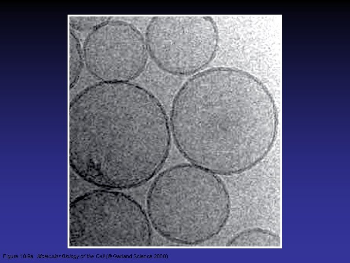 Figure 10 -9 a Molecular Biology of the Cell (© Garland Science 2008) 