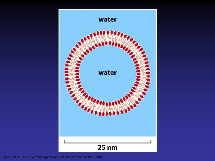 Figure 10 -9 b Molecular Biology of the Cell (© Garland Science 2008)  Figure 10 -9 b Molecular Biology of the Cell (© Garland Science 2008)