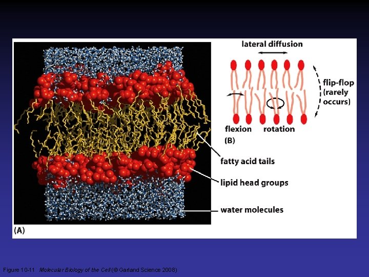 Figure 10 -11 Molecular Biology of the Cell (© Garland Science 2008)  Figure 10 -11 Molecular Biology of the Cell (© Garland Science 2008)