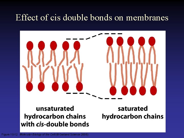 Effect of cis double bonds on membranes Figure 10 -12 Molecular Biology of the Effect of cis double bonds on membranes Figure 10 -12 Molecular Biology of the