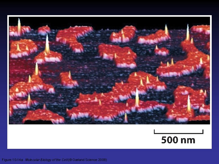 Figure 10 -14 a Molecular Biology of the Cell (© Garland Science 2008)  Figure 10 -14 a Molecular Biology of the Cell (© Garland Science 2008)