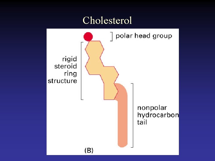 Cholesterol 