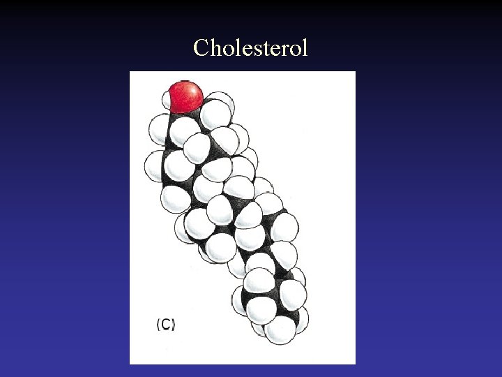 Cholesterol  Cholesterol